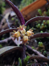 Malleola Seidenfadenii Small Orchid Mounted - £21.35 GBP