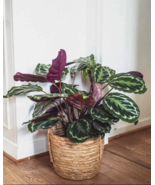 25+ Rose Painted Calathea Seeds - £4.14 GBP