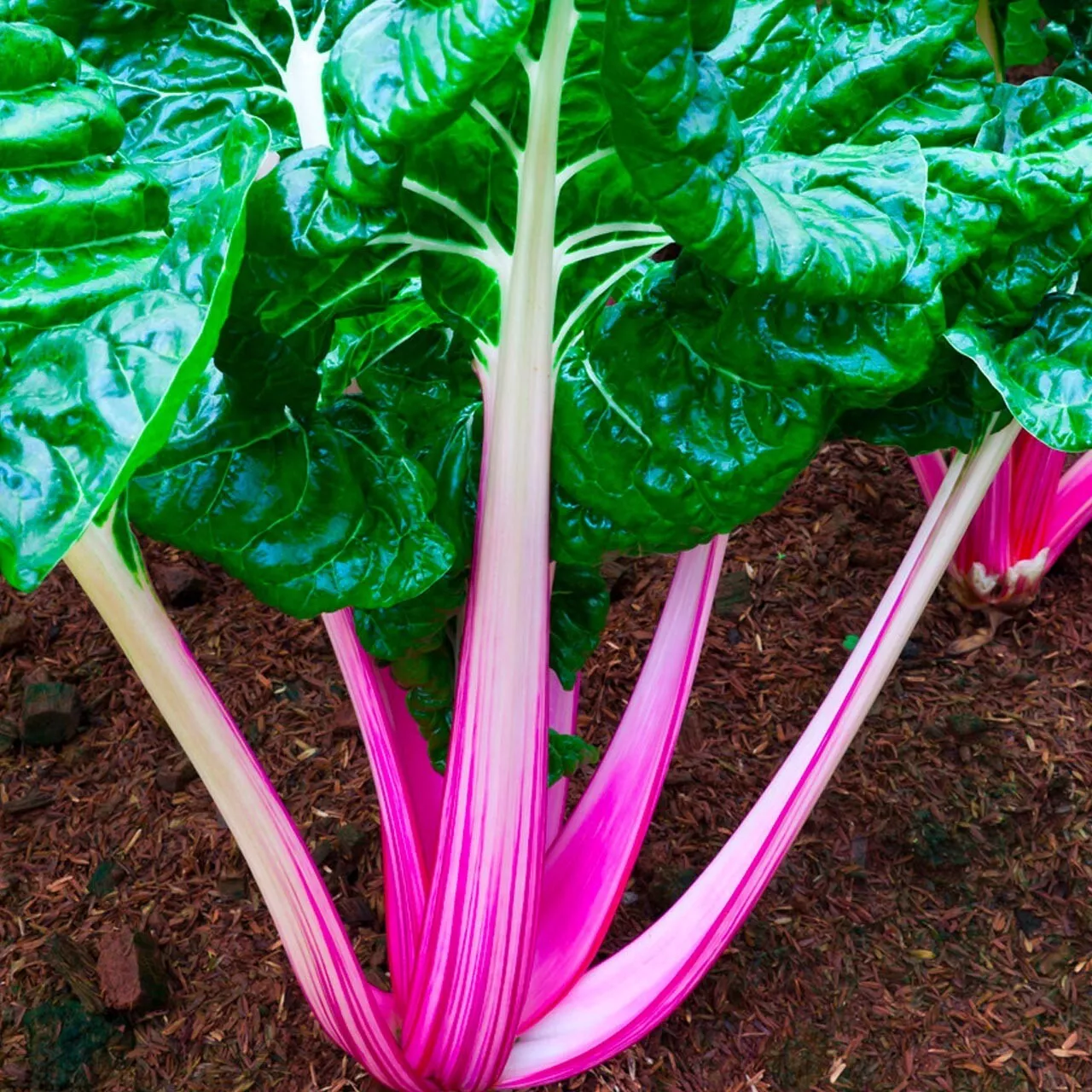 Pink Lipstick Swiss Chard Seeds 50 Ct Vegetable Garden Fresh Seeds - £7.24 GBP