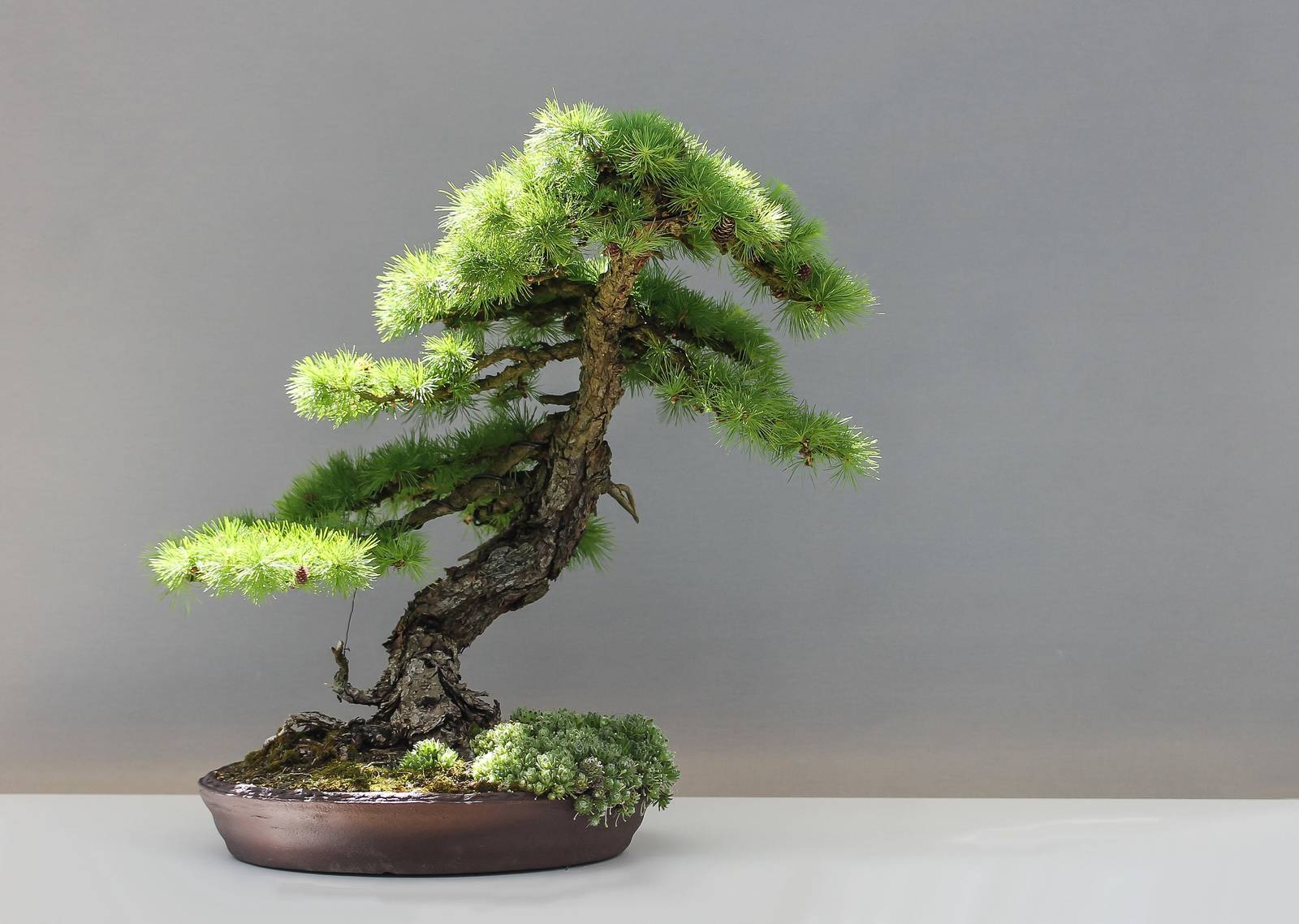 Primary image for Japanese Larch- Bonsai Tree-10 Seeds -Conifer- All Purpose Tree -Bonsai