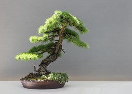 Japanese Larch- Bonsai Tree-10 Seeds -Conifer- All Purpose Tree -Bonsai - £3.18 GBP