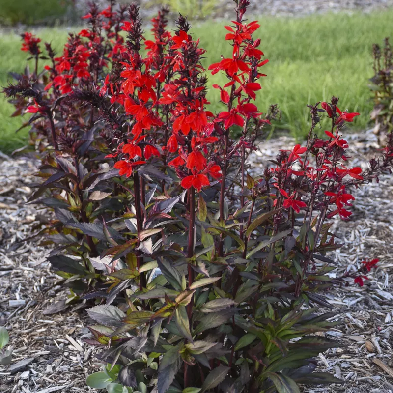 Sun Lobelia Starship Scarlet Bronze Native Bee 2.5 Inch Pot  - £20.61 GBP