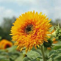 Sunflower, Giant Sungold 200 Seeds Large Beautiful Vivid Colorful Blooms - £4.71 GBP
