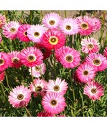 SRN Pink Paper Daisy Seeds Everlasting Rhodanthe Helipterum StrSRNflower... - $11.23
