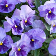 Chinese Violet Beautiful herba violae Flower 100 PCS Seeds - £8.26 GBP