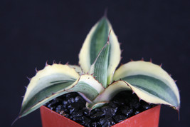 Agave lophantha quadricolor variegated exotic rare succulent plant cactu... - £13.53 GBP