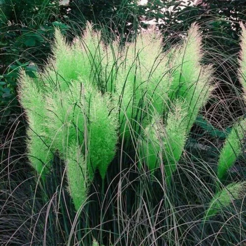 200 Green Pampas Grass Seeds Perennial Flowering Grass Garden - £6.27 GBP