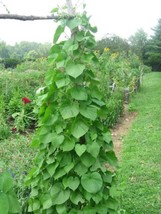 HSE Kentucky Pole Bean Seeds for Planting | 50+ Seeds + | Non-GMO, Heirloom Seed - £10.72 GBP