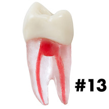 Dental Endodontic Teeth Tooth With Root For Endodontic Practice #13 - £9.37 GBP