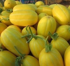 20PCS SEEDS Fresh Sweet Organic Yellow Melon Seeds Vegetable Fruit Seeds - £6.39 GBP