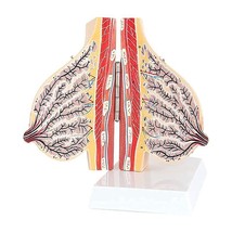 Female Lactation Breast Structure Anatomy Model Medical Science Teaching... - £113.02 GBP