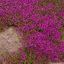 Creeping Thyme Magic Carpet Purple Thymus Serpyllum Wild Thyme Mother Of Thyme W - £11.53 GBP