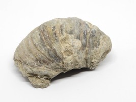 Devil&#39;s Toenail Fossil Gryphaea Bivalve Natural Raw Untouched Specimen 48g -  t2 - £13.03 GBP