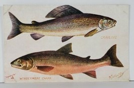 RJ Wealthy Bristish Freshwater Fish Grayling Windermere Charr Tuck Postc... - $13.95