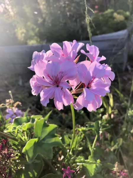 Lavender Pelargonium Peltatum Trailing Ivy Geranium Live Plant 3 X 6&quot; Cuttings F - £19.30 GBP