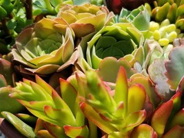 Succulents Cuttings (2 Pounds) More than 80 fresh Cuttings - £39.54 GBP