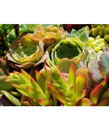 Succulents Cuttings (2 Pounds) More than 80 fresh Cuttings - $68.38 CAD