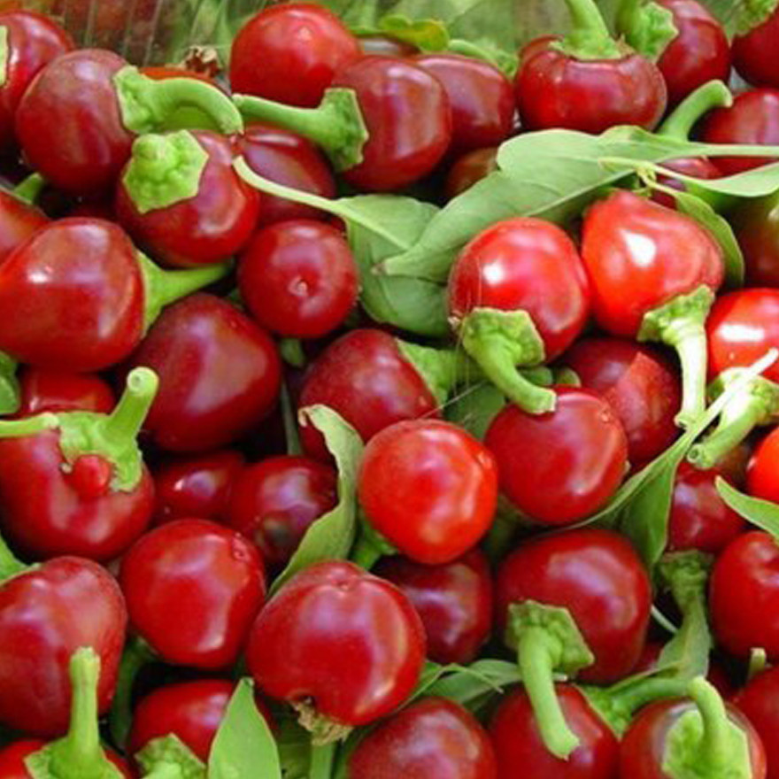 “ 20 SEEDS Cherry Bomb Red Hot Chile Pepper Seeds ( Capsicum annuum ) GIM “