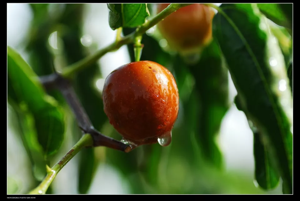 KS Jujube Fruit Tree Superfruit Ziziphus10 Seeds  - £7.51 GBP