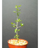 Garden Store 4&quot;&quot; Plant Commiphora Simplicifolia, Guggul Myrrh Tree Exoti... - $81.33 CAD