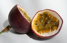 Starter Plant POSSUM PURPLE Passion Fruit Live Passiflora edulis~ Self Fertile - £29.23 GBP