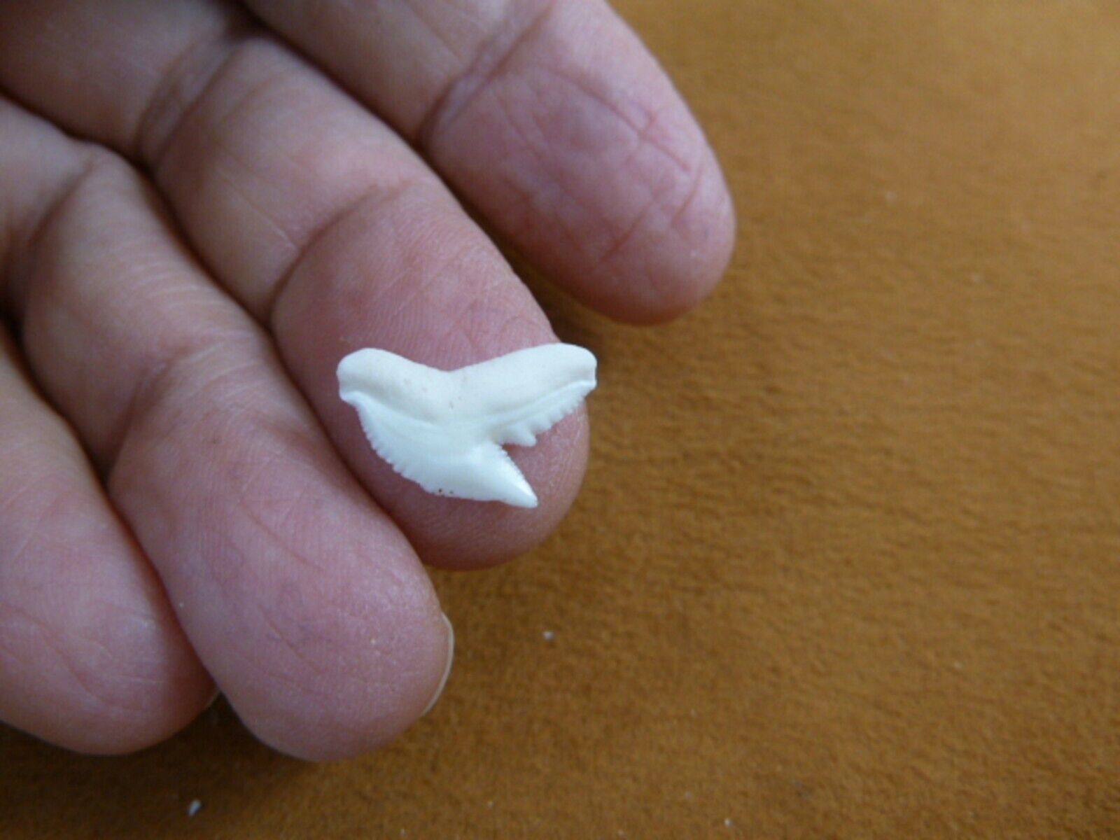 st-0-4) Small 1/2&quot; modern White TIGER SHARK TOOTH Teeth jewelry Cuvier n... - $11.29