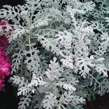 200 Dusty Miller Silverado Flower Seeds Fresh Seeds From US - £11.07 GBP