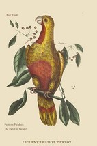 Parrot of Paradise of Cuba by Mark Catesby #2 - Art Print - £17.68 GBP+
