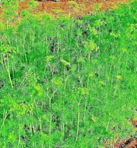 SKM Dill 350 Seeds Spring Insect Repellent Spice Non Gmo Heirloom Easy t... - $250.06 MXN