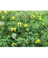 Clematis Tangutica 25 Seeds - $7.98
