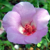 FROM US 20 Seeds Alyogyne Hakeifolia Red Centred Hibiscus GV18 - £25.77 GBP