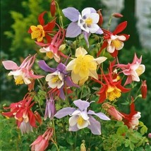 50 Columbine Mckanas Giants Mix Seeds Fresh Garden USA SELLER - £8.92 GBP