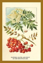 Flowers, Leaves, and Fruit Of The Mountian Ash. by W.H.J. Boot - Art Print - £17.53 GBP+