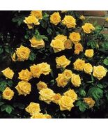 20pcs Yellow Climbing Rose Seeds - Rare Non-GMO Heirloom Variety for You... - $4.70