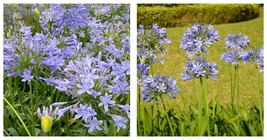 Agapanthus Africanus Beautiful Garden Flower Seeds 100 Seeds (Color: Seed) - £11.78 GBP