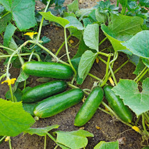 25 + Seeds  Spacemaster Cucumber Planting Edible Food Easy To Grow Garde... - £6.91 GBP