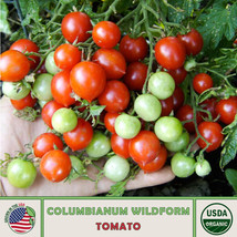 SGHOST 10 Columbianum Wildform Tomato Seeds Multiflora Organic Genuine USA Selle - £6.66 GBP