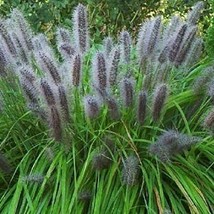  200 Black Cat Tail Pampas Grass Seeds Perennial Flowering Grasses - £3.45 GBP