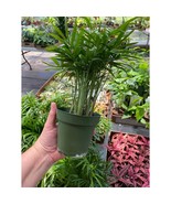 Palm Parlor Neanthe Bella Chamaedorea elegans 4 Inch Pot Live Plant - £9.34 GBP