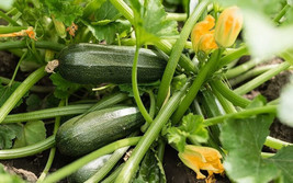 25 Green Bush Zucchini Squash Seeds Planting Fast US Shipping - $10.96