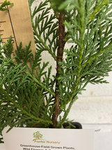 Murray Cypress 2.5" pot 6-12" tall image 4