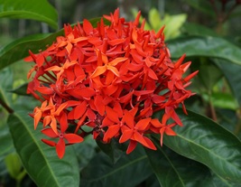 Red Ixora, West Indian Jasmine Live Plant 4 Inches  - $13.49
