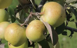 Item image 1 image 1