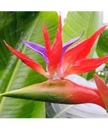 Hot Sell Strelitzia Reginae Bonsai Indoor Potted Plant Flowers Bird of P... - $11.62