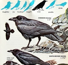 Ravens And Crows Varieties And Types 1966 Color Bird Art Print Nature AD... - $380.56 MXN