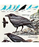 Ravens And Crows Varieties And Types 1966 Color Bird Art Print Nature AD... - $379.80 MXN