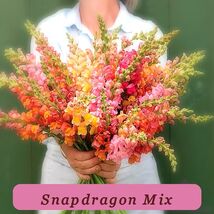 5827 snapdragon mix pop thumb200