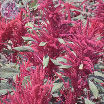 Amaranthus Red Flower Red Leaves Plant Seeds 100 Seeds Pack Ornamental Upright P - £9.63 GBP