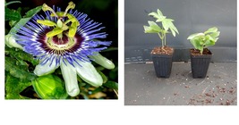 Hardy Blue Crown Passiflora Caerulea Passion Flower Small Rooted Starter Plant - £33.46 GBP