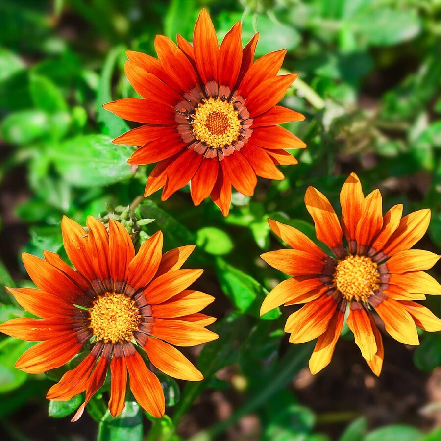 Mpb#12 Gazania New Day Bronze Shades Gazania Linearis 15 Thru 200 Treasure Flowe - £11.31 GBP